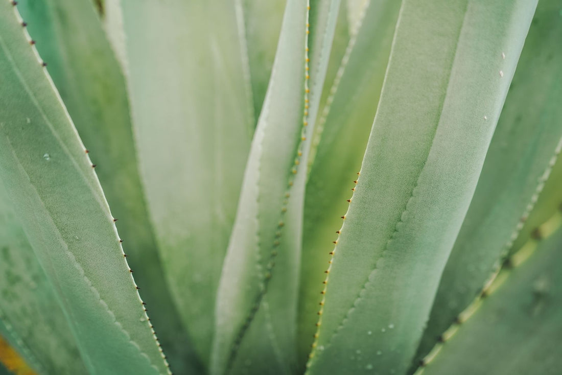 Aloe Vera, base de nuestro proceso